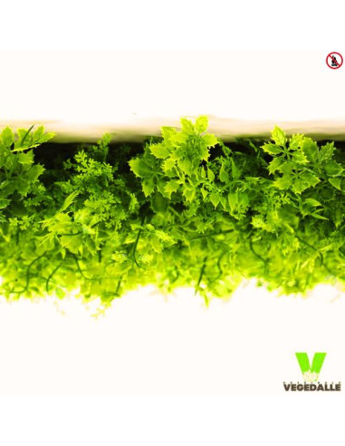 Mur-vegetal-1M2-pas-chere-ANTI-FEU