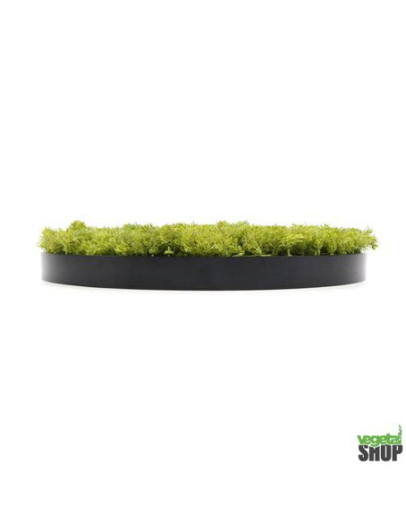 plafond vegetal promo