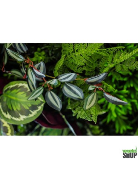 Mur végétal clé en main décoration restaurant boutique commerce magasin restaurant burger kebab vape