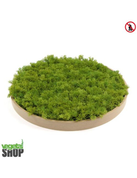 Plafond cercle bois végétal lichen vert MOUSSE ÉMERAUDE Décoration artificiel anti FEU UV shop