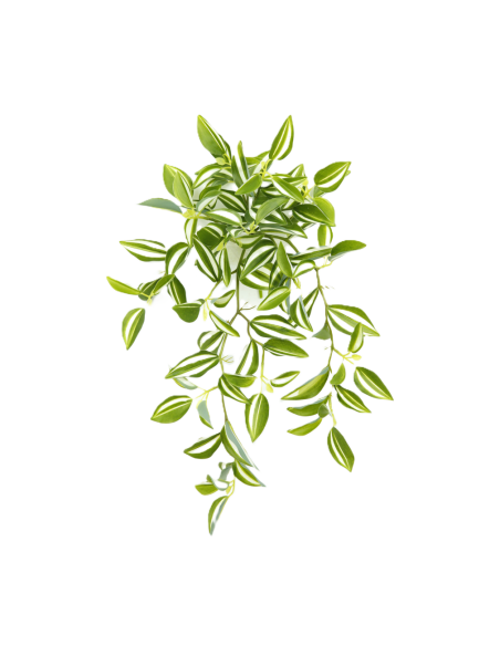 Tradescantia Fluminensis x24 34 cmartificiel plante ignifuge anti-feu vegetal shop