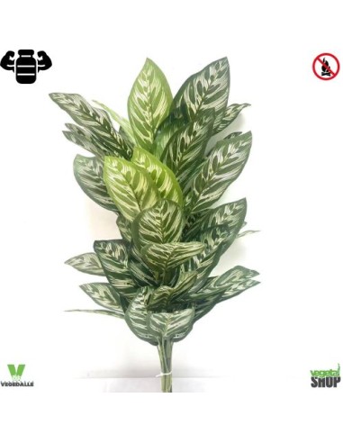 Calathea Makoyana (vert clair) 75 cm plante ignifuge anti-feu vegetal shop