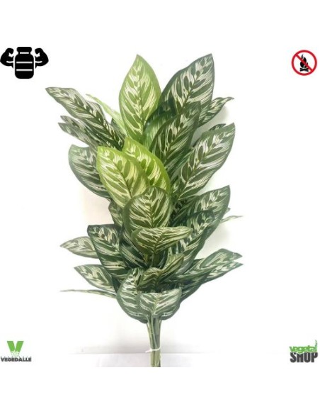 Calathea Makoyana (vert clair) 75 cm plante ignifuge anti-feu vegetal shop
