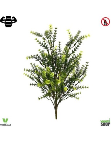 Asparagus x24 plante ignifuge anti-feu vegetal shop