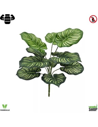 Calathea orbifolia 40cm ignifuge anti-feu vegetal shop
