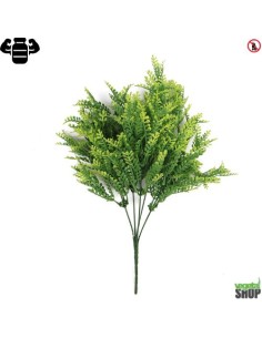 Asplenium x24 viride 35cm plante ignifuge anti-feu vegetal shop