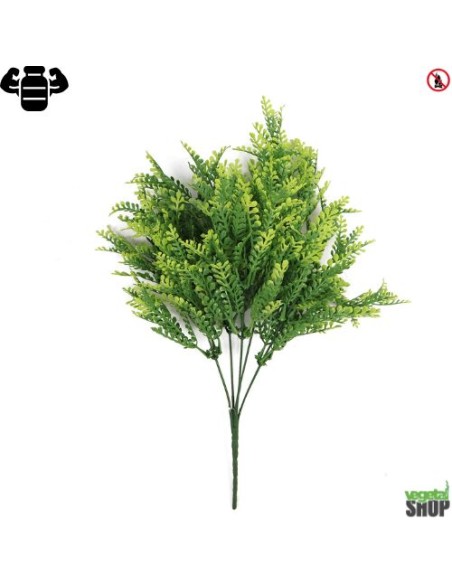 Asplenium x24 viride 35cm plante ignifuge anti-feu vegetal shop