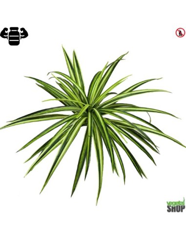 Grass Spider XL 60 cm artificiel plante ignifuge anti-feu vegetal shop