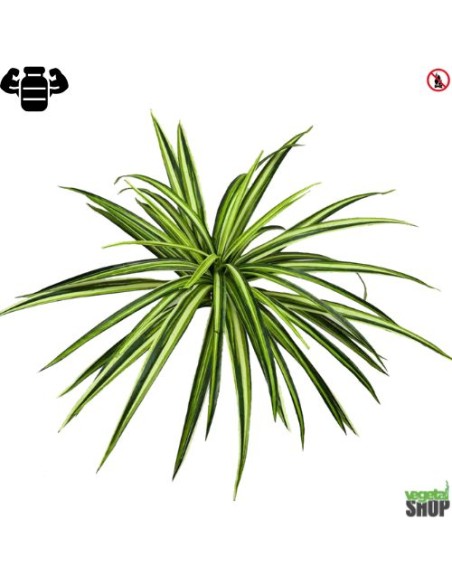 Grass Spider XL 60 cm artificiel plante ignifuge anti-feu vegetal shop