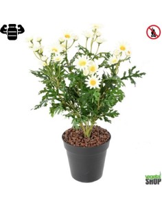 Fleur X12 marguerite blanche artificielle ignifuge anti feu vegetal shop
