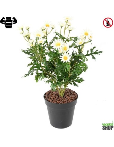 Fleur X12 marguerite blanche artificielle ignifuge anti feu vegetal shop