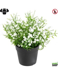 Fleur X12 marguerite petite blanche plante artificielle ignifuge anti feu vegetal shop