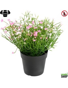 Fleur X12  marguerite rose artificielle ignifuge anti feu vegetal shop