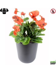 Fleur X12 pensée orange Plante artificielle ignifuge anti feu vegetal shop