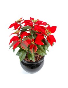 Fleur X12 poinsettia rouge Plante artificielle ignifuge anti feu vegetal shop